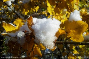 Des cristaux de neige sur des feuilles aux couleurs de l'automne