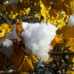 Des cristaux de neige sur des feuilles aux couleurs de l'automne