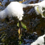 Des feuilles encore verte saupoudrées d'une neige immaculée