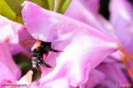 Bourdon en pleine récolte de pollen