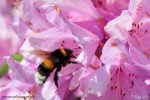 Bourdon se posant sur une fleur