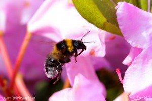 Le bourdon en approche finale sur une fleur de Rhododendron