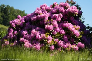 Le rhododendron, théatre des opérations